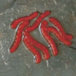 Enterprise Artificial Blood Worm 5 Enterprise Artificial Blood Worm -Eurotackle Verkoop 4392508Enterprise Artificial Blood Worm 1