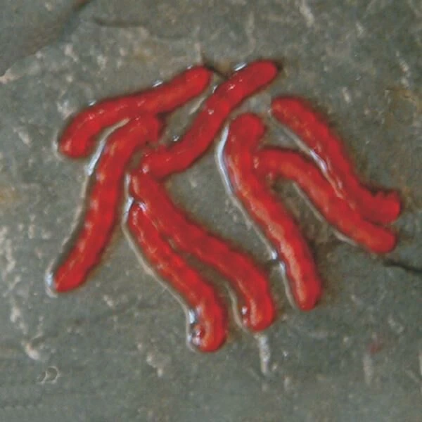 Enterprise Artificial Blood Worm 4 Enterprise Artificial Blood Worm - Afbeelding 2