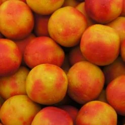 Martin SB Tutti Frutti Boilies -Eurotackle Verkoop 5644014Martin SB Tutti Frutti Boilies 4